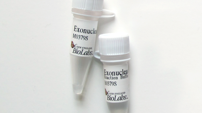 Exonuclease VII