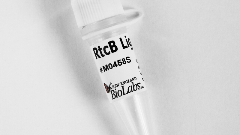 RtcB Ligase