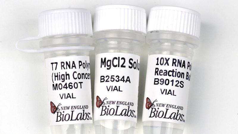 T7 RNA Polymerase High Concentration