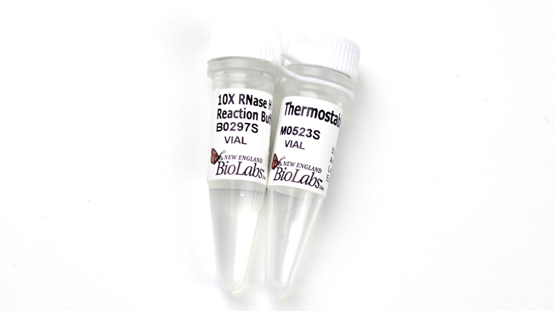 Thermostable RNase H