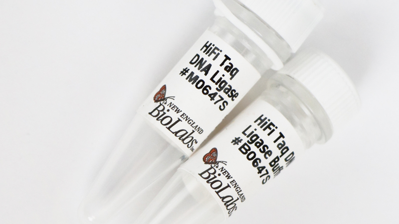 HiFi Taq DNA Ligase