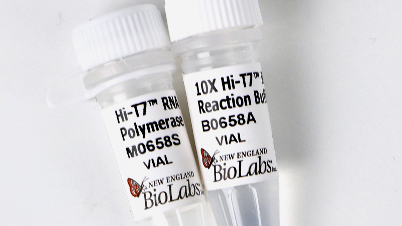 Hi T7 RNA Polymerase