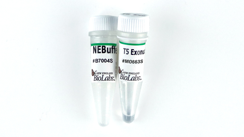 T5 Exonuclease
