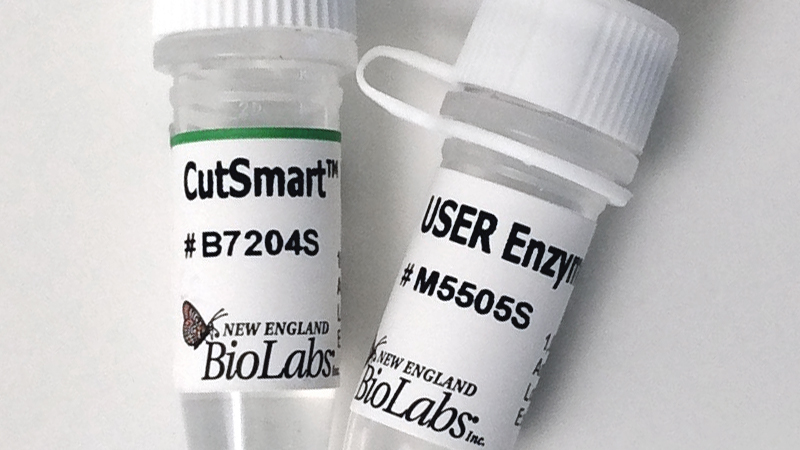 USER Enzyme