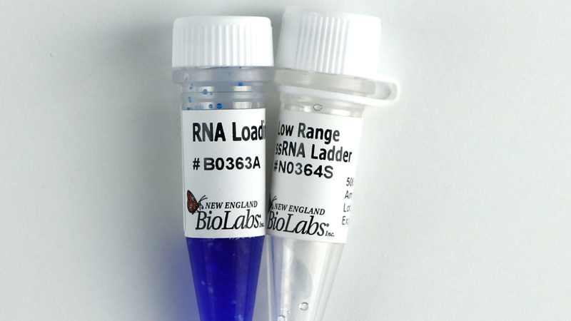 Low Range ssRNA Ladder