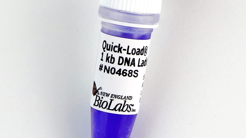 Quick Load 1 kb DNA Ladder