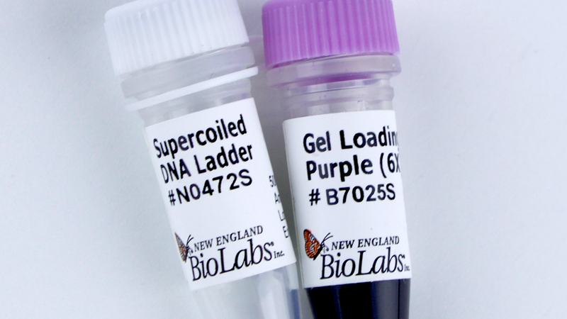 Supercoiled DNA Ladder
