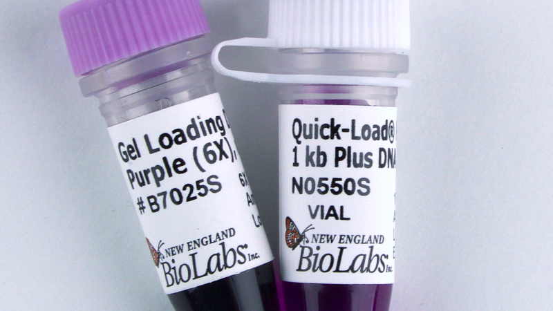 Quick Load Purple 1 kb Plus DNA Ladder