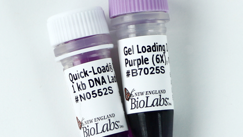 Quick Load Purple 1 kb DNA Ladder