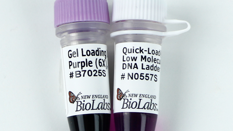 Quick Load Purple Low Molecular Weight DNA Ladder