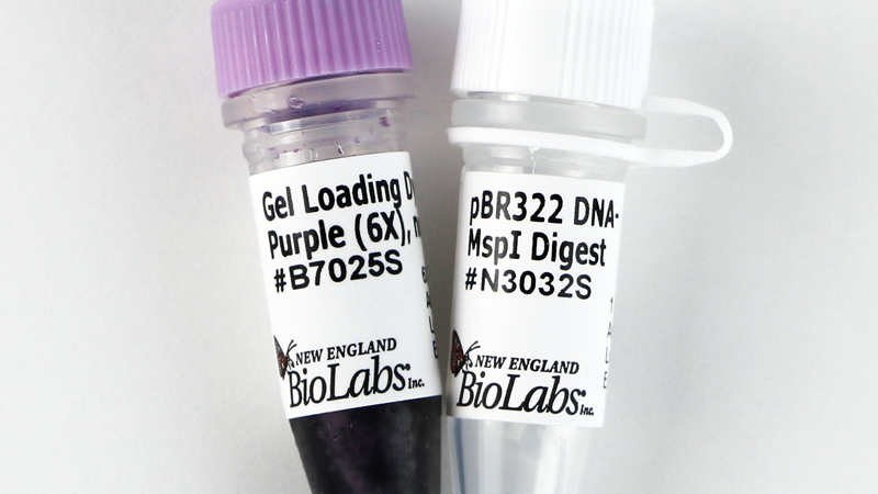 pBR322 DNA Msp I Digest