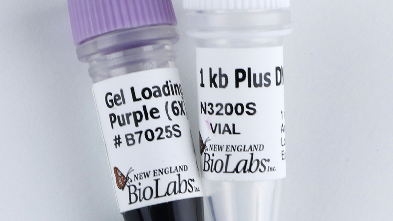 1 kb Plus DNA Ladder