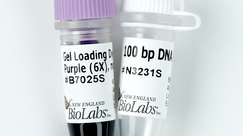 100 bp DNA Ladder