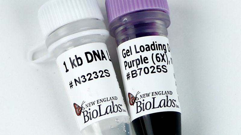 1 kb DNA Ladder