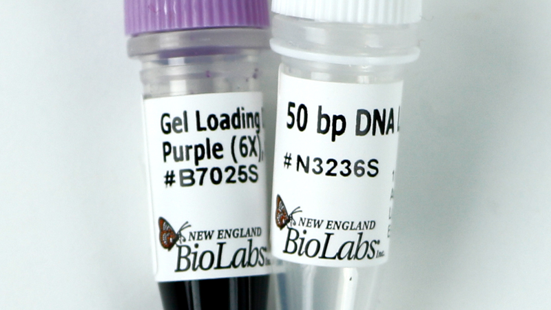 50 bp DNA Ladder