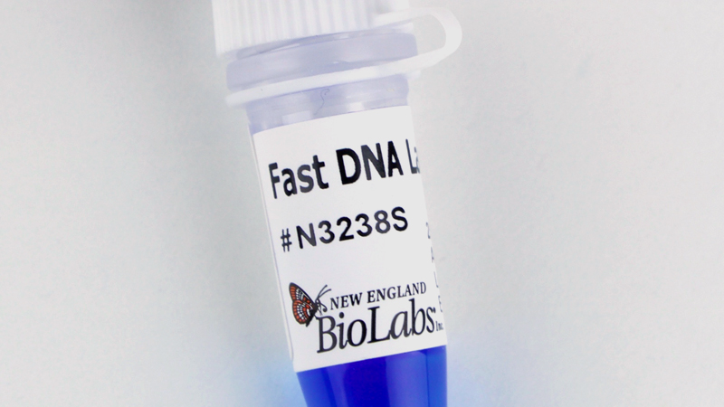 Fast DNA Ladder