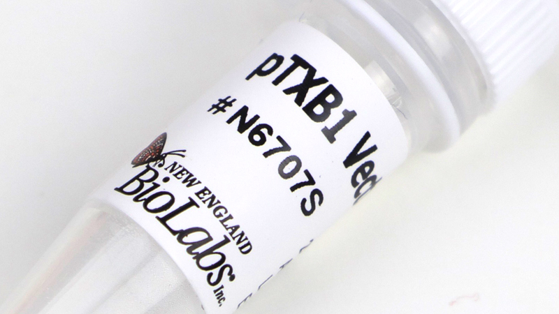 pTXB1 Vector DNA