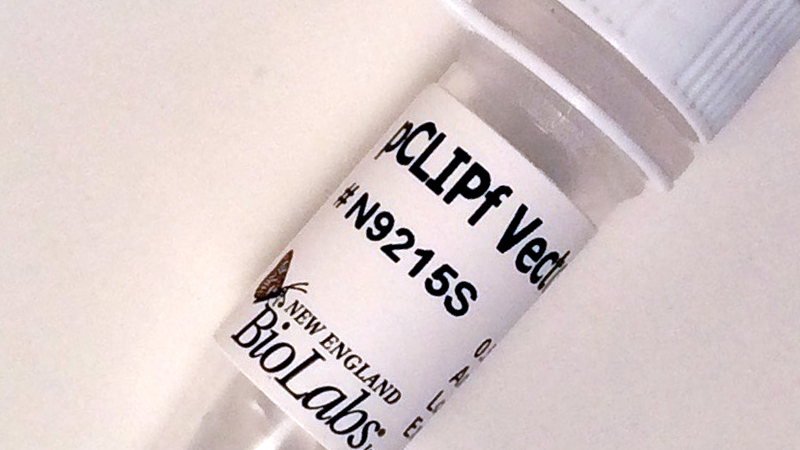 pCLIPf Vector
