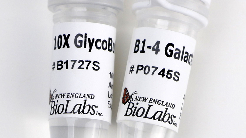 beta 1 4 Galactosidase S