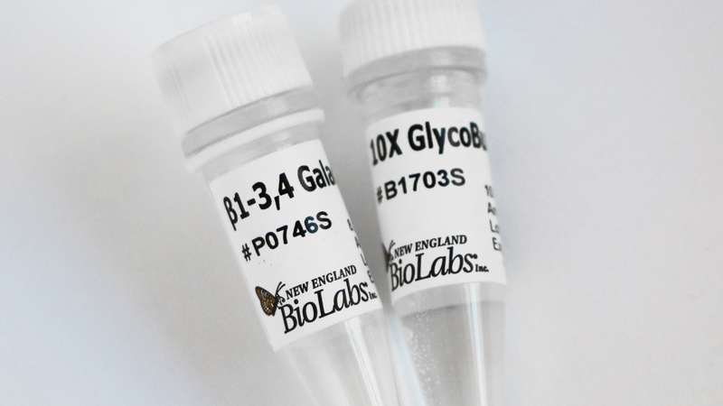 ß1 3 4 Galactosidase