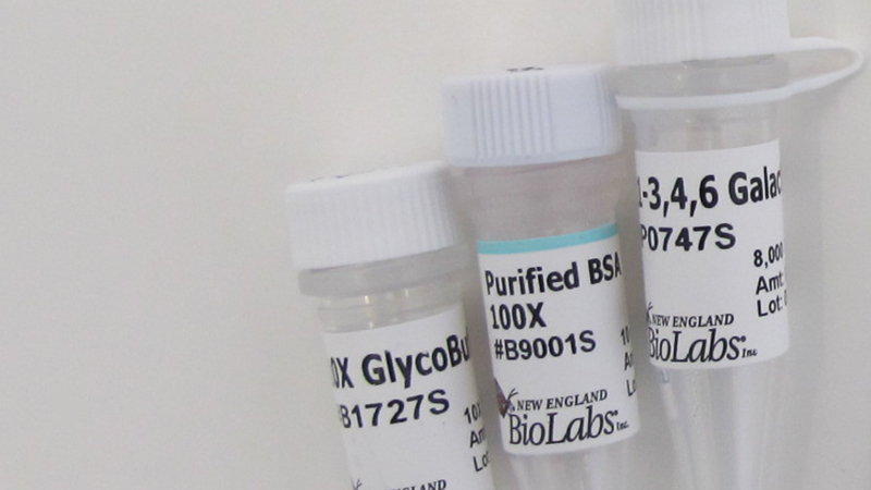 a1 3 4 6 Galactosidase