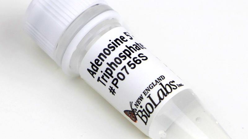 Adenosine 5 Triphosphate ATP