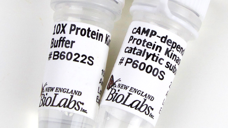 cAMP dependent Protein Kinase PKA