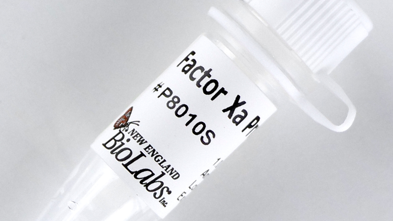 Factor Xa Protease