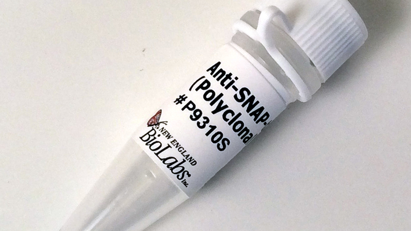 Anti SNAP tag Antibody Polyclonal