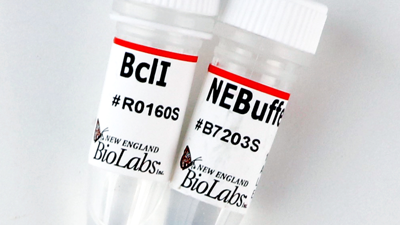 BclI