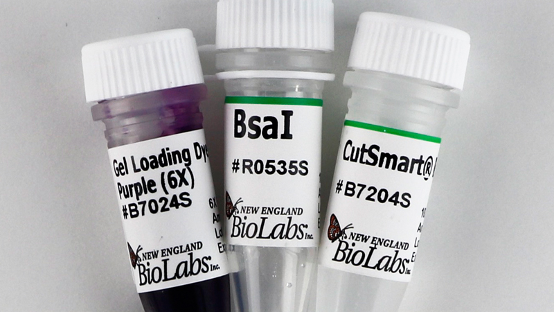 BsaI