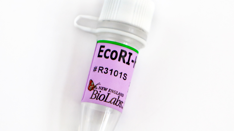 EcoRI HF