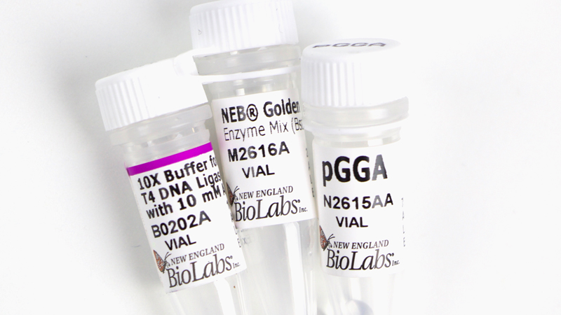 Neb Golden Gate Assembly Kit Bsai Hf V2 Neb