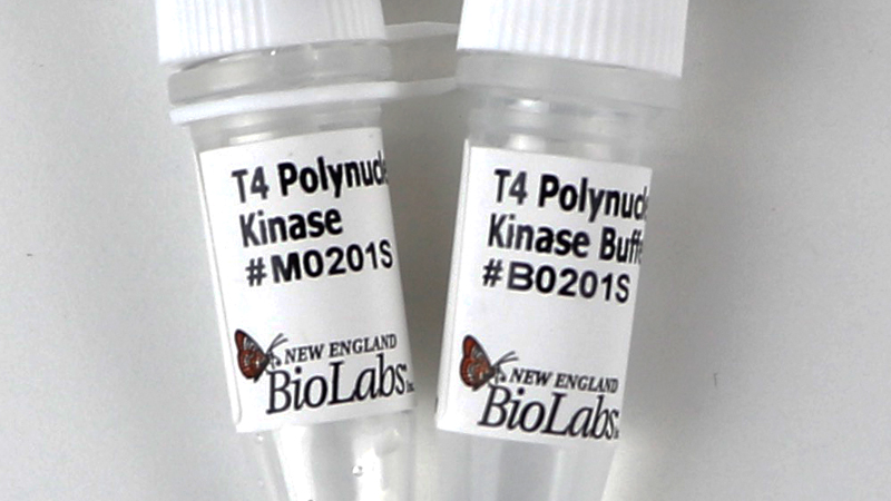 t4 polynucleotide kinase reaction