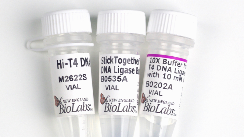 t4 dna ligase neb