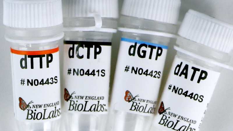 taq dna polymerase with standard taq