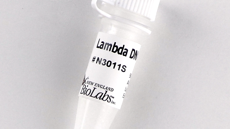 lambda dna dam neb