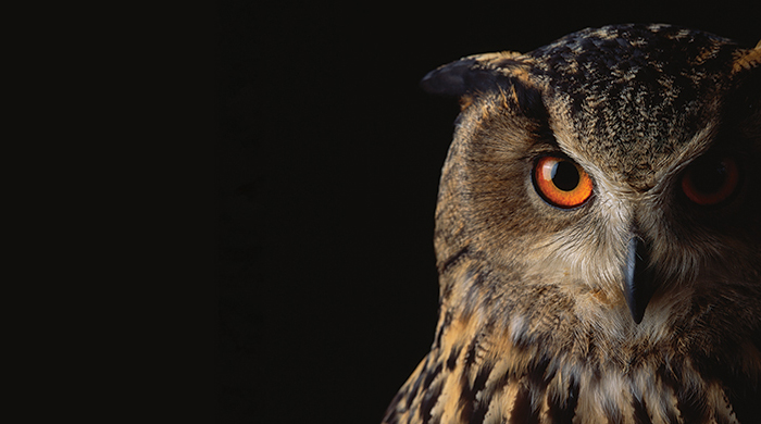 Photo of an owl