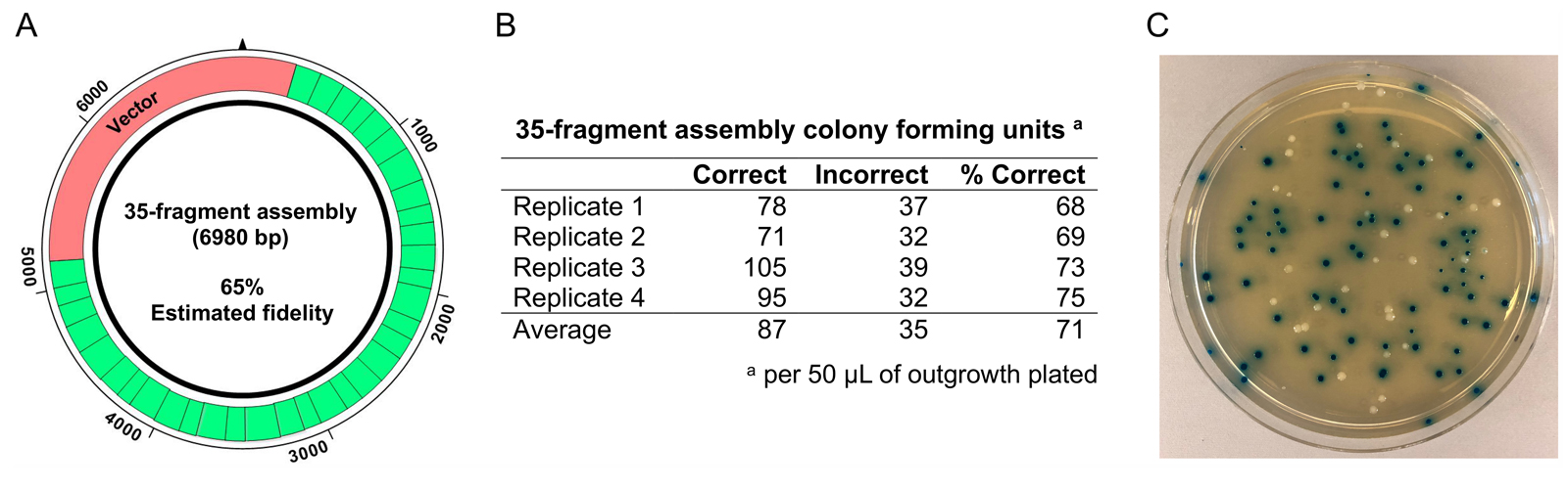 Golden Gate Assembly NEB