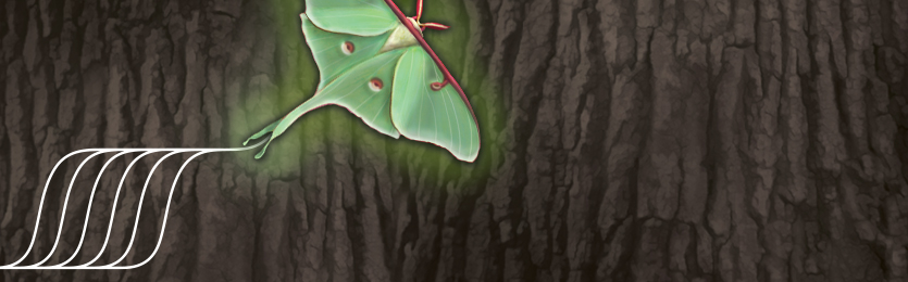 Luna_ChildPage_Banner