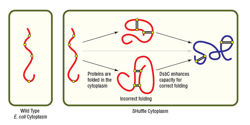 common obstacles in protein expression