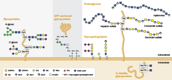 Glycomics A Rapidly Evolving Field With A Sweet Future Neb - 