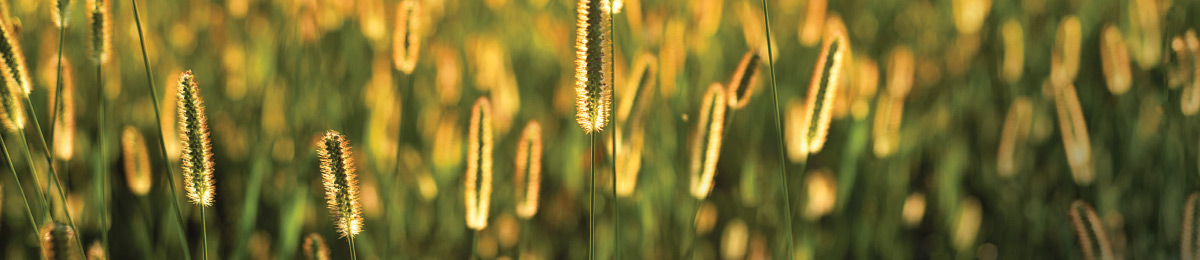 sustainability_banner