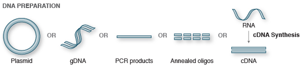 dna preparation neb