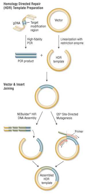 Designing Homologous Repair Templates Neb