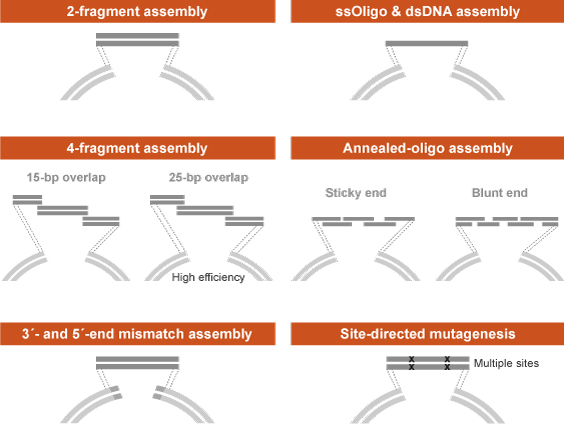 Nebuilder Hifi Dna Assembly Neb