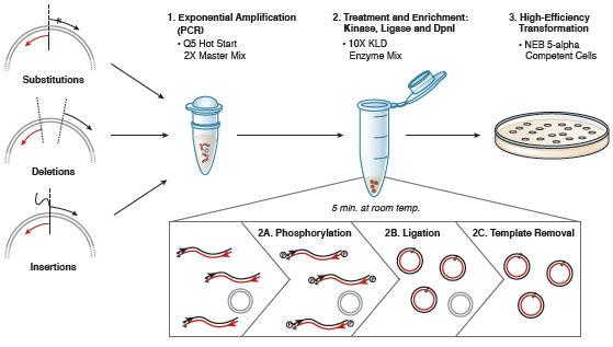 Site Directed Mutagenesis NEB