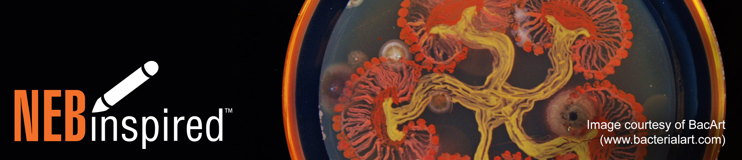 NEBinspired_Blog_Banner_BacterialArt_1020