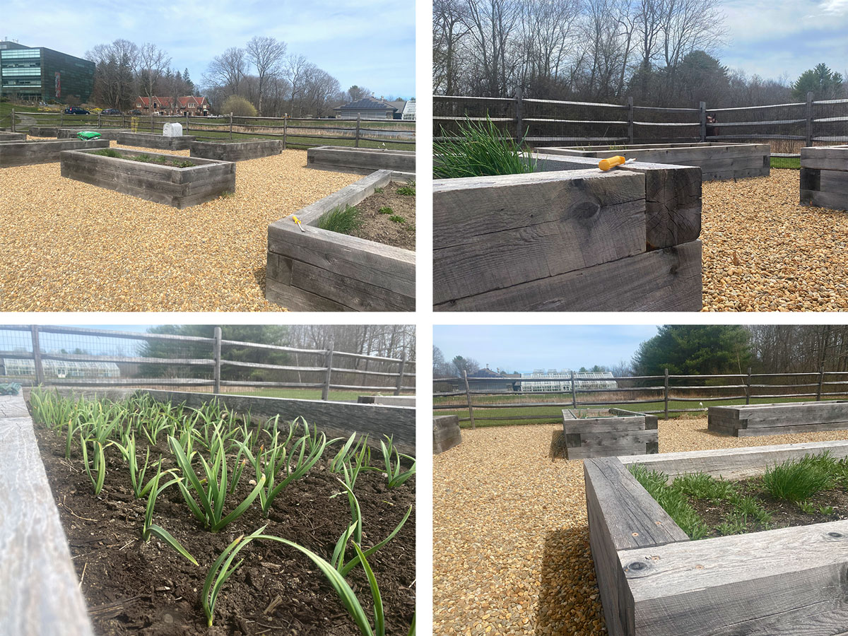 Cafe garden at New England Biolabs with compost soil