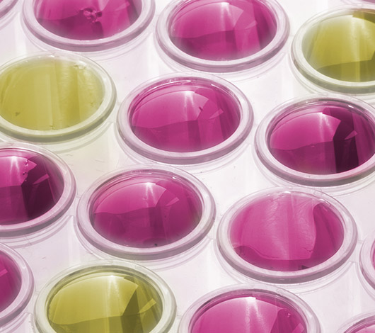 Lab plate with wells colored pink and yellow